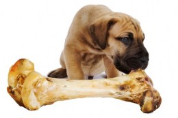 dog bones